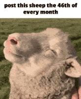 Sheep Month GIF - Sheep Month 46 GIFs
