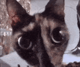 Cat Stare GIF - Cat Stare Meow GIFs