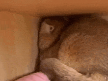 a close up of a dog laying under a table with its ears sticking out .