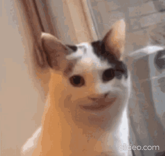 Download Cat Face Warp Meme Faces Funny Picture