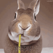 Rabbit Chinese GIF - Rabbit Chinese Eating GIFs