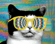 Psychedelic Cat GIF - Psychedelic Cat Whoa GIFs