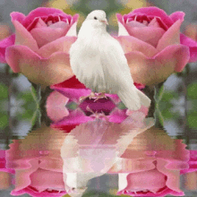 Dove Flower GIF