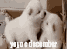 Yoyo December Dog Cute Fofo Beijo Kiss Teamonenem Hvh GIF - Yoyo December Dog Cute Fofo Beijo Kiss Teamonenem Hvh GIFs