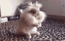 Bunny Grooming GIF - Bunny Grooming Fluffy GIFs
