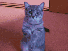 Cat Rainbow GIF - Cat Rainbow Awww GIFs