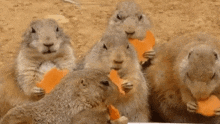 Having A Snack GIF - Having A Snack GIFs