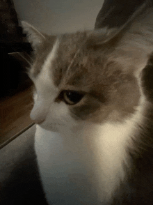 a close up of a brown and white cat looking at the camera