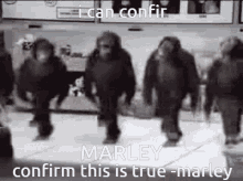 Monkey Marley GIF