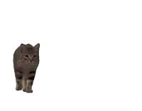 a close up of a cat 's face and paws with a white background