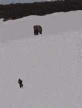медведь упал GIF - медведь упал медведь упал GIFs