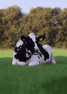 Cow Chew GIF