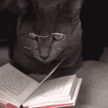 Cat Reading GIF - Cat Reading Kitten GIFs