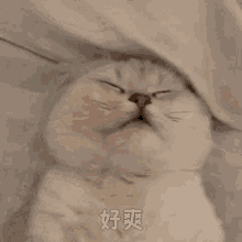 Thaicz Cat GIF