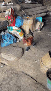 a rooster wearing a pair of shoes is standing in a messy room with a tiktok watermark
