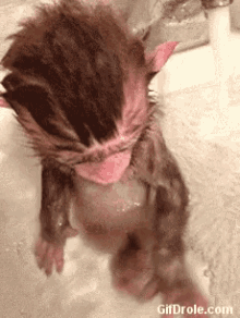Funny Animated Gif Of A Baby Monkey In A Bath GIF