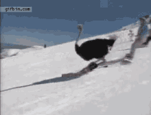 Ostrich Skiing GIF - Ostrich Skiing Snow GIFs