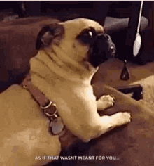 Dog Pug GIF - Dog Pug As If That Wasnt Meant For You GIFs