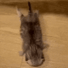 Smol Cat GIF - Smol Cat Swimming GIFs