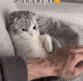 a person is petting a gray and white cat on a bed .