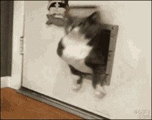 Fat Cat Stuck GIF - Fat Cat Stuck Cute GIFs