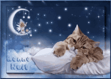 good night sweet dreams sleep well sleep tight cat