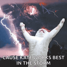 Cat Kitty GIF - Cat Kitty Storm GIFs