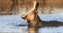 Hippopotamus GIF - Hippopotamus GIFs