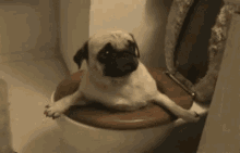 Pug GIF - Pug Toilet Stuck GIFs
