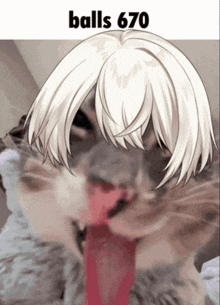 a picture of a cat with balls 670 written on the bottom