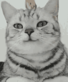 Alre Grey Cat Smile Cat GIF