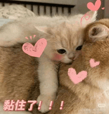 a kitten is laying on top of another kitten with pink hearts on it .