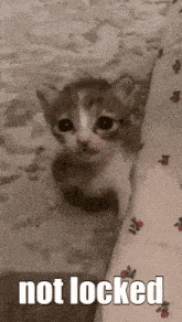 a small kitten is sitting next to a bed with the words not locked below it .