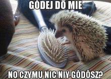 Godka Slask GIF - Godka Slask Hedgehog GIFs