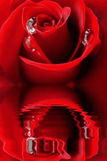 Redra575 Roses57 GIF - Redra575 Roses57 Glirose57 GIFs