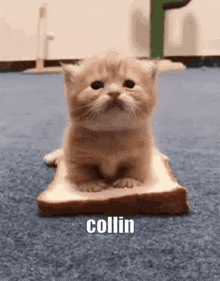 Collin Cat GIF