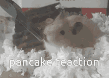 Catsoda Hamster GIF - Catsoda Hamster Pancake GIFs
