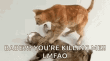 Dead Cat Cpr GIF - Dead Cat Cpr Funny Animals GIFs