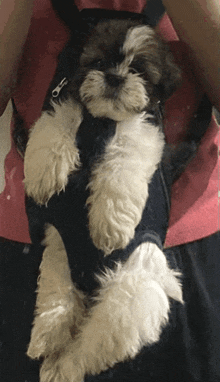 a person is carrying a small dog in a backpack