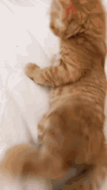 Cat Sleep GIF - Cat Sleep Faint GIFs