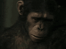 a close up of a monkey 's face with a serious look on his face .