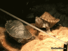 Turtle Scream GIF - Turtle Scream GIFs