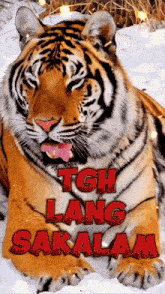 Tgh Tiger Tag Fambam GIF - Tgh Tiger Tag Fambam GIFs