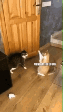 Gender Scrutiny GIF - Gender Scrutiny GIFs