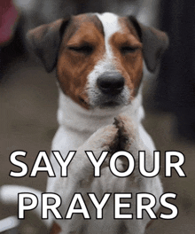a brown and white dog with its eyes closed praying with the words say your prayers below it