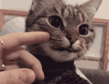 Cat Angry GIF - Cat Angry No GIFs
