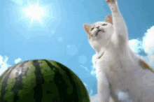 Cat Watermelon GIF - Cat Watermelon Split GIFs