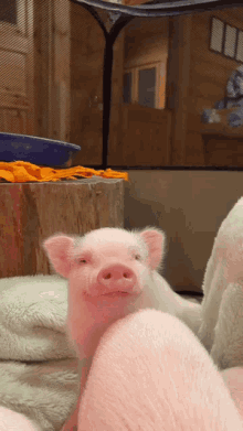Happy Pig Pig GIF