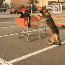 cute dog pet animals push cart