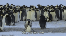 a bunch of penguins are standing in the snow and one of them says " oiii my turn now "